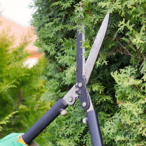 Garden Shears Review