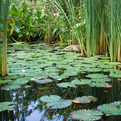 Best Oxygenating Plants For Small Wildlife Ponds