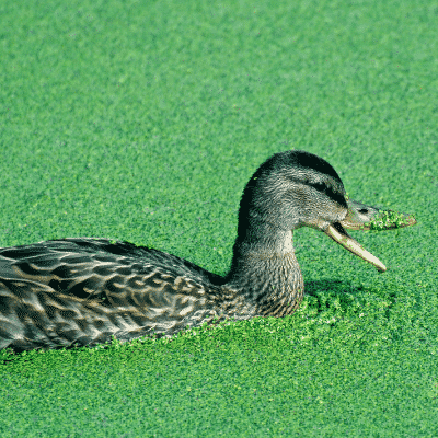 What Pond Animals Eat Algae