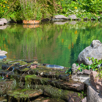 How To Drain A Pond? (Different Ways For All Sized Ponds)