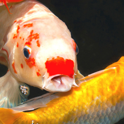 Chasing Fish Why Do Pond Fish Chase Each Other? (Answers Explained)